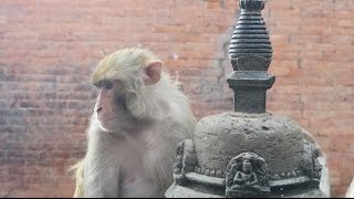 Monkey Temple Kathmandu Nepal - YouTube