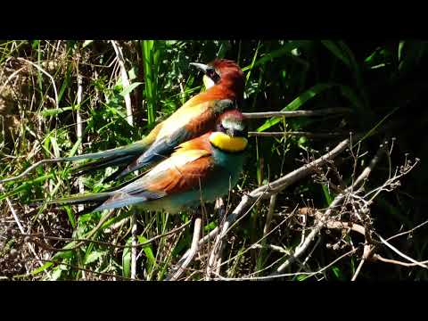 Żołna - kolonijny ptak