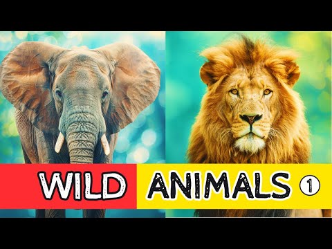 Meet the Wild Animals: Must-Watch for Kids!  (part 1)