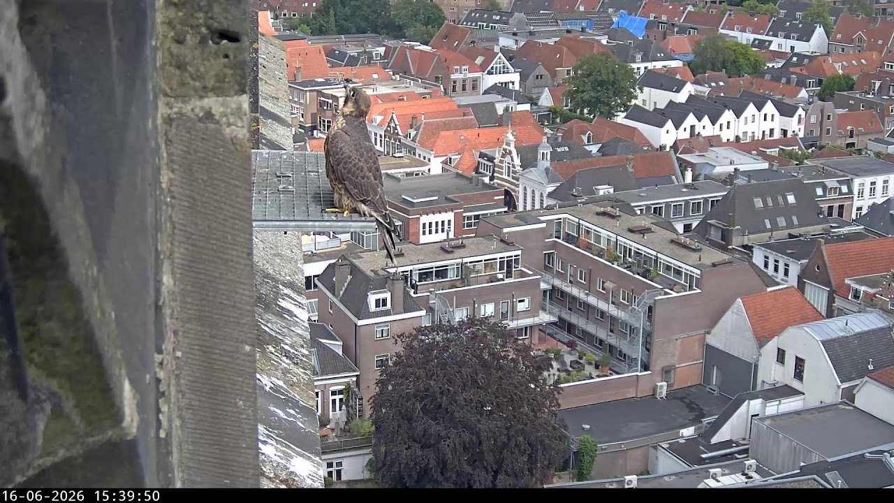 Live webcam view of Peregrine Falcons over Amersfoort Rooftops