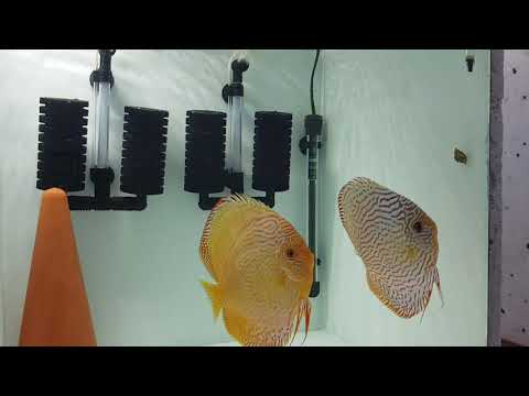 Red Turquoise Discus Weisflog 15.09.2021
