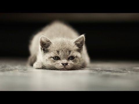 How to Make Sure Your Cat Isn't Bored | Cat Care
