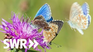 Käfer, Biene Schmetterling – Natur faszinierend und bedroht | Geschichte & Entdeckungen
