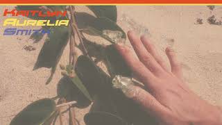 Kaitlyn Aurelia Smith - Everything Combining (Official Audio)