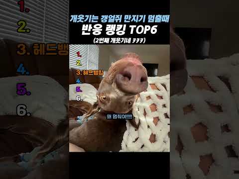 개웃기는 갱얼쥐 만지기 멈출때 반응 랭킹 TOP6