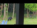 June 21st Summer Bear S Quick Return