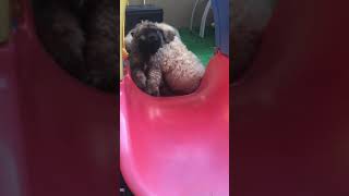 Video preview image #13 Bouvier Des Flandres Puppy For Sale in PITTSBURGH, PA, USA