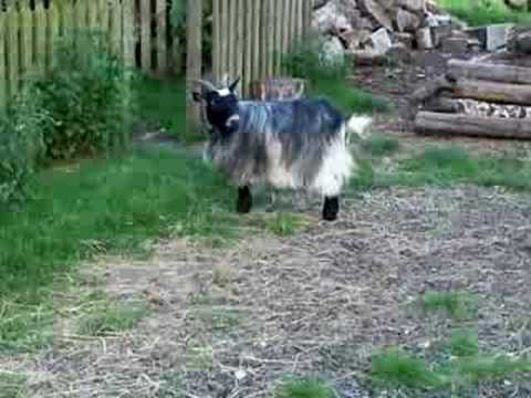 Goat At Laughton, Instinctive Behaviour