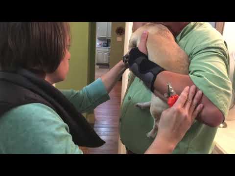 How to trim Agressive Dog nails The best way Video