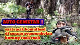 Download lagu JADI GEMETAR‼️ KETIKA SEGEROMBOLAN BURUNG RUAK RUAK MENYERANG RACIK KOMUFLASD @ujangkareochannel. mp3 Download lagu JADI GEMETAR‼️ KETIKA SEGEROMBOLAN BURUNG RUAK RUAK MENYERANG RACIK KOMUFLASD @ujangkareochannel. mp3