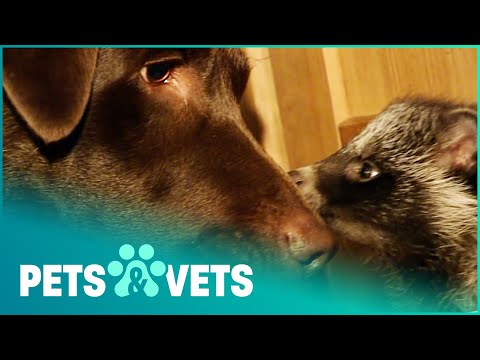 Baby Raccoon Dog Has A New Family | Wildlife Nannies | Pets & Vets