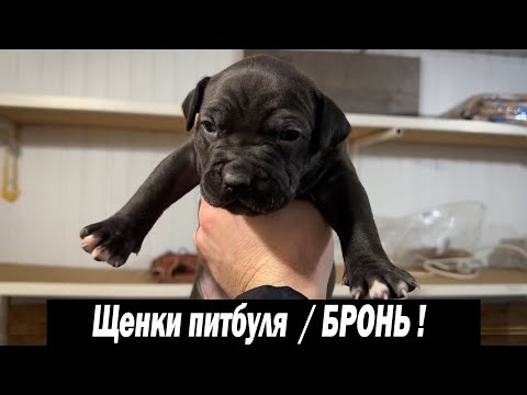 Pitbull puppies for sale! Reservations are available! Puppies from Dragon Life Kennel. Buy pitbul...
