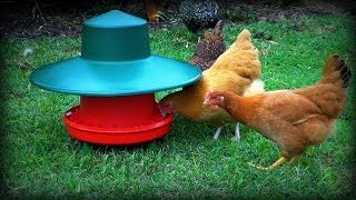 Waterproof Free-Range Chicken Feeder &amp; Rain Test