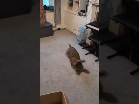 Flemish Giant Rabbit Always Misbehaving