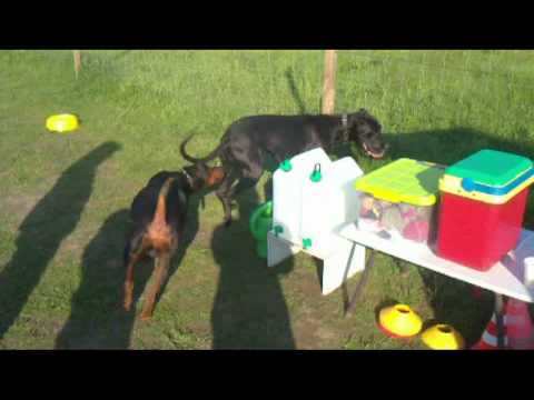 Diego & Lara, Dobermann & Dogge