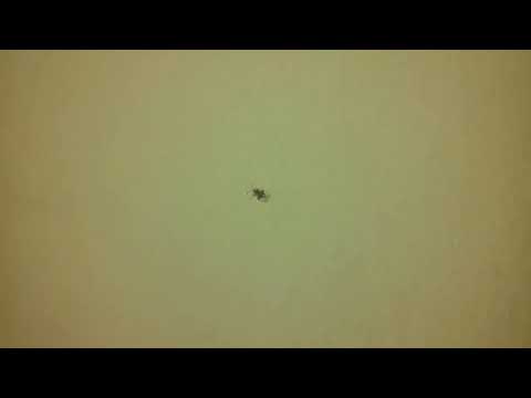 Bube Srbije-Hrastova stenica (Corythucha arcuata)