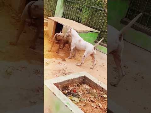 Dogo Argentino meets two Pit Bulls