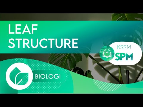 ? BIOLOGY | LEAF STRUCTURE