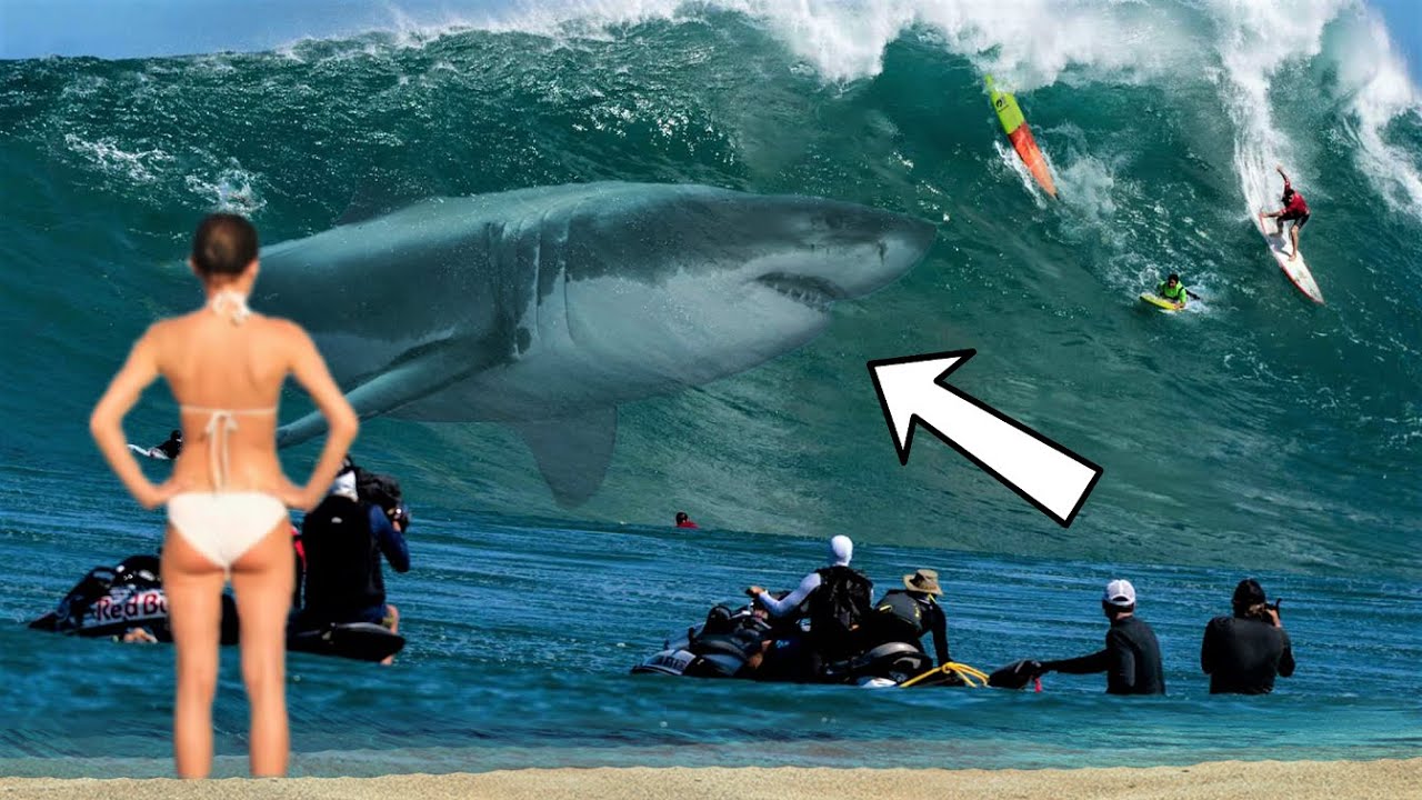 The Surfer Wasn't Aware Of This Shark!