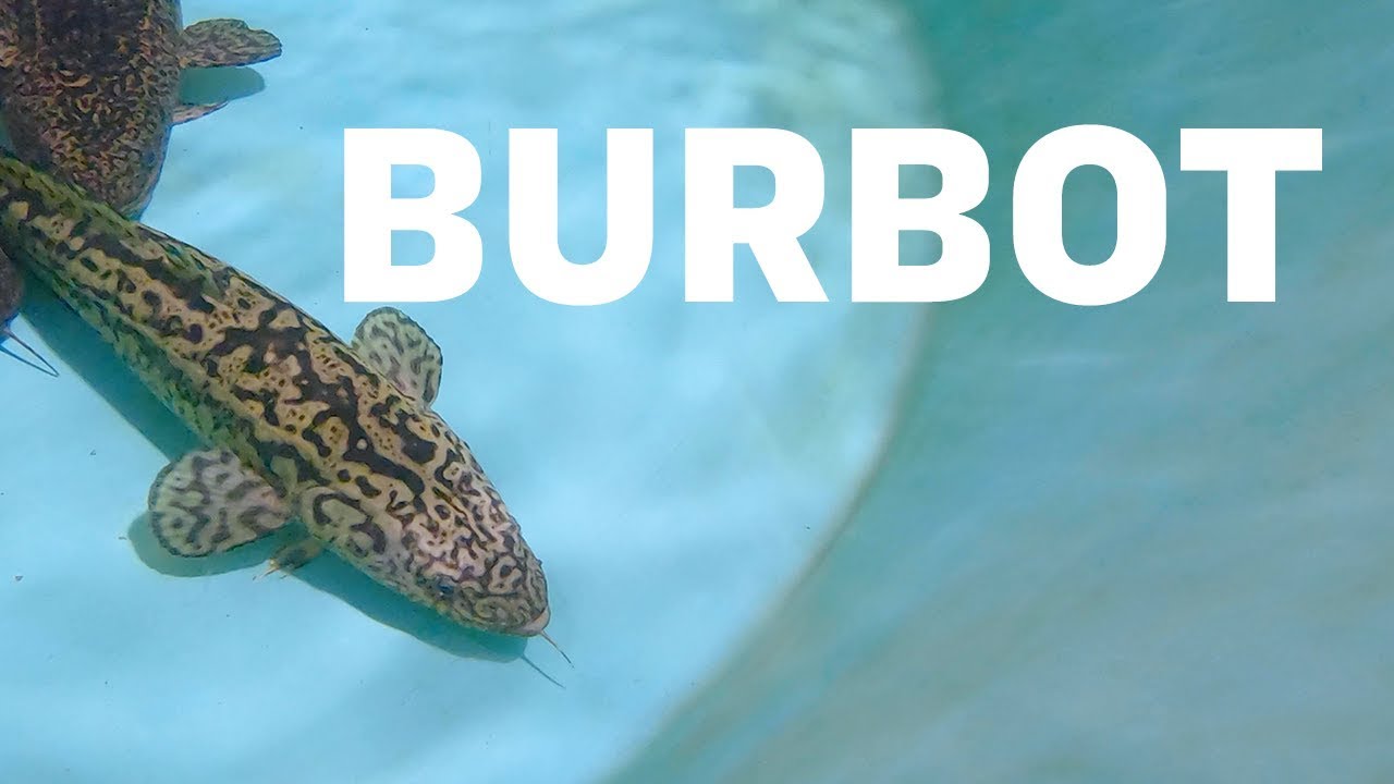 Researching Burbot | Restoration of the Burbot fishery in Idaho