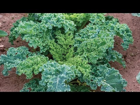 Everything You Need to Know About Growing Kale