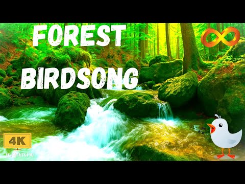 10 HOURS Morning Bird Songs and River Sounds for the Best Start of the Day🌿   Morning River 4K