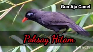 Download lagu Suara Poksay Hitam gacorrrrr mp3