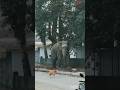 DANGER ELEPHANT ATTACK THE DOG V S ELEPHANT Trending Danger Elephante E Viralvideo
