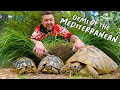 All About HERMANN S TORTOISES