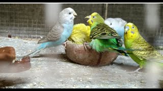 Happy bird's Family