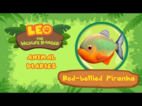 Piranha de barriga vermelha | DENTES AFIADOS! | Leão, o guarda da vida selvagem | Curiosidades sobre animais