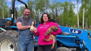 WE BONDED A GOOSE AND A GOAT - UNUSUAL FARM FRIENDSHIP - HOMESTEADING ALASKA