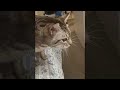 Kitty Concerned For Human Safety ViralHog