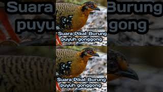 Download lagu Suara Pikat Burung Puyuh Gonggong mp3