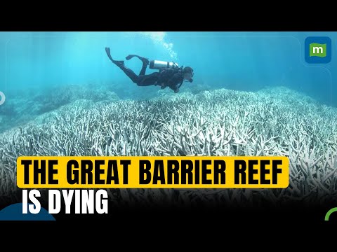 Great Barrier Reef Might Face Extinction in 50 Years Says Scientist | Climate Change