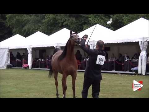 N.164 FS RUQAYYAH - Bruges 2015 International - Mares 4-6 years old (Class 107)
