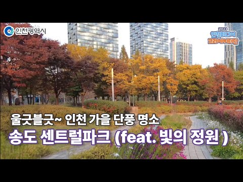 인천시ㅣ울긋불긋 인천 가을 단풍 명소, 송도 센트럴파크 (feat. 빛의 정원)
