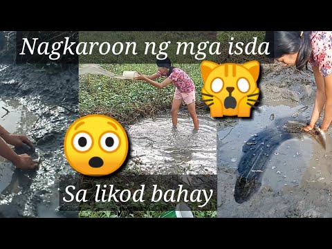 Limas (paglimas Ng isda)