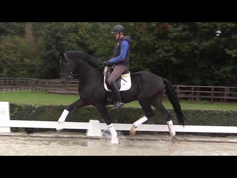 Typvoller, bewegungsstarker und sehr rittiger  Hengst von Negro