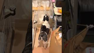 可愛い泥棒を現行犯逮捕しました👮