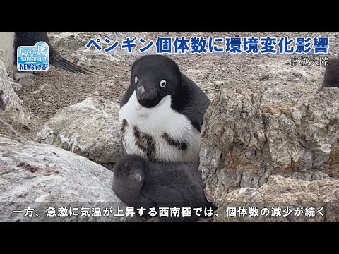 気候変動がペンギンの進化を促した