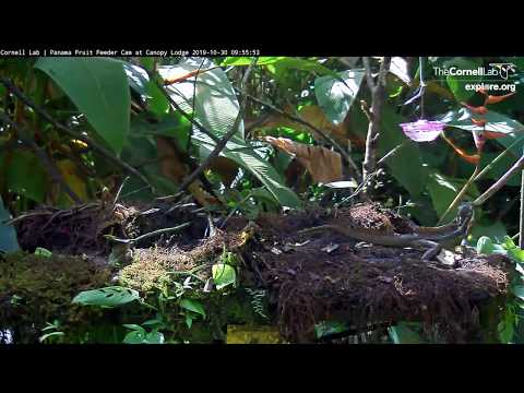 Lizard and squirrel~Panama Fruit Feeder Cam~2019-10-30