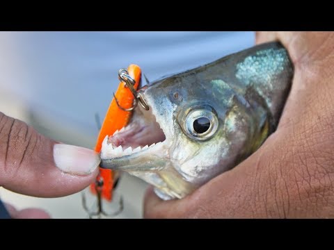 RAZOR SHARP TEETH! (Piranha Fishing with Lures in Amazon River) Video