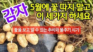 아직도 감자꽃을 따시나요? 5월에 감자 수확량 늘리려면 꽃 따지 말고 이 세가지 히세요