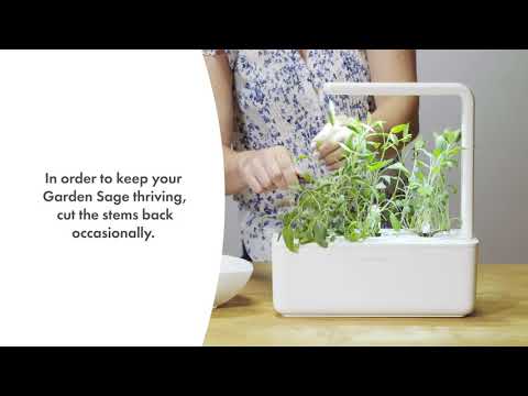 Click and Grow 3 vnt. papildymas - šalavijų sėklos video