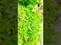 Tulshi Tulsi Nature Naturelovers Natural Naturephotography Shorts Viralvideo