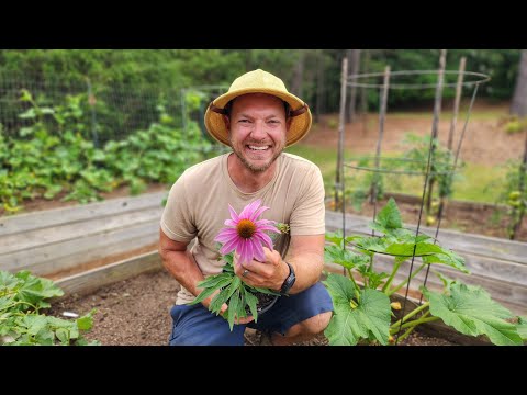 7 Best Perennial Flowers to Attract Pollinators to Your Garden