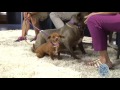 Meet Timon And Pumbaa