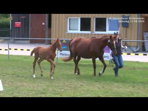 Fohlenmarkt Fronhofen - KN 11 Dia Corrado - Quattro