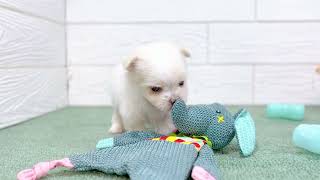 ハーフ犬の動画01